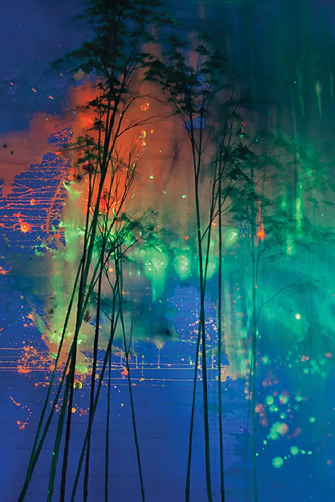 Elli Popp See Into The Trees Wallpaper - Nighttime